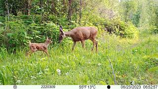 Deer Nursery June 2023