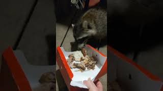 Trixie The Raccoon Tries KFC