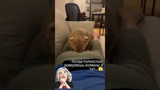 ну и на этом доверие конечелось 🤣🤣👍💨