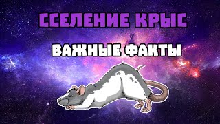 ПОДСЕЛЕНИЕ КРЫС: ОСНОВНЫЕ ВАЖНЫЕ МОМЕНТЫ