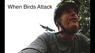 When Birds Attack.  Out for a ride when I was set upon by a winged spawn of Satan.