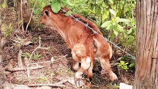 Adorable baby cows funny moment