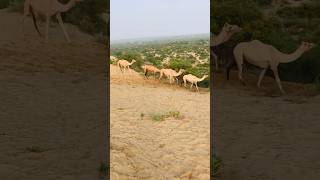 Camels group running fast #shortvideo #animals