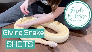 How to Give a Snake Shots