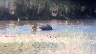 Buffalo escapes to a waterhole only to be drowned in it