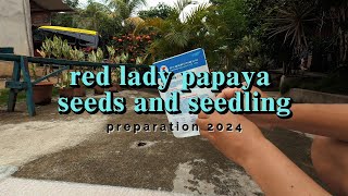 RED LADY VARIETY PAPAYA BY KNOWN YOU SEEDS ORIGINAL SEEDLING PREPARATION 2024