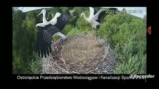 Trochę tańca z wiatrem, trochę skoków....jak to przed pierwszymi lotami :)) Bociany Wodociągi