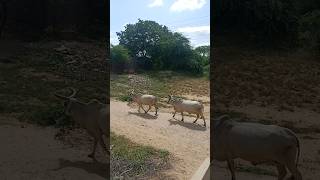 #cow #milking time white cows