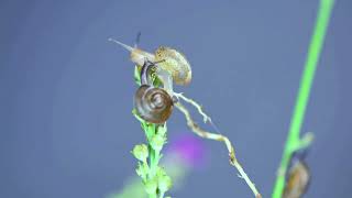 IT'S A SNAIL'S LIFE | 4K