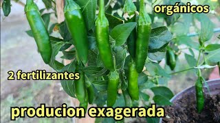 con 2 fertilizantes por mes se llenan de chiles los arboles y es increíble  la producción