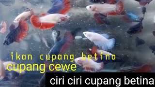 ikan cupang cewe cupang betina cupang perempuan