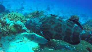 First Dives in Cozumel May 2015