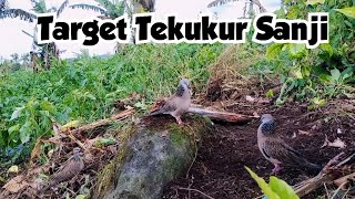 Incaran Tekukur Suara Sanji Belum Mau Diajak Pulang