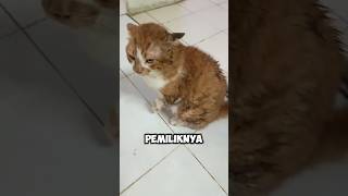 KUCING PASRAH DIOMELIN PEMILIKNYA