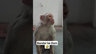 Bandar Ne Chup Kerwaya 🤣 #funny #comedyvideos #shorts #viralshorts #ytshorts