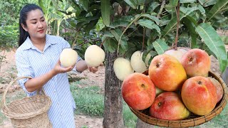 '' Big Apple Mango '', I pick it for the first time for my recipe - Cooking with Sreypov