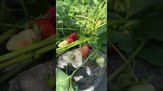 STRAWBERRY HARVEST SEASON 🍓