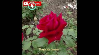 Rose basal shoot tips#song#music#rose#gardening#viral#foryou#trending#kpop#bts#ytshorts#subscribe#fy