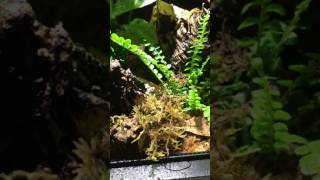 Imitator dart frogs get new Vivarium!