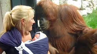 The Curious orangutan asks to meet the baby ❤️ Funniest animal videos