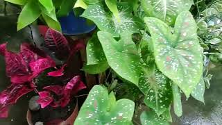 Tropical jungle garden/My Garden Tour😍🌱🌿🌴🪴🌳Small backyard/Green Plants/Urban garden/Urban jungle