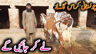 cholastani cross cow|cross breed|top milking breed|world biggest cow