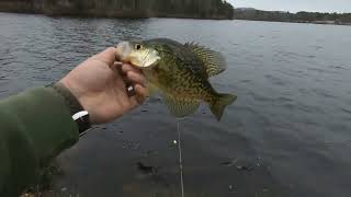 Bank Fishing Crappie #shorts