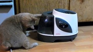 Cats vs. Humidifiers