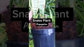 Propagating Snake Plant by Division |Sansevieria #shorts #short #beauty #amazing #foryou #reels