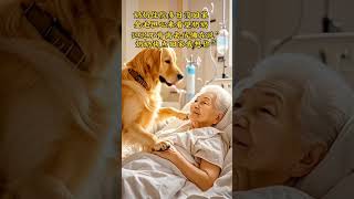 Grandma hasn't been home for many days, the golden retriever was so worried that he went to the hosp