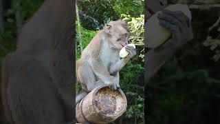 Monkey Sanctuary in Santa Catalina #shortsvideo #shorts