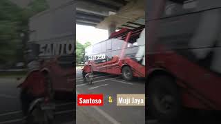 Santoso The Legend dan Muji Jaya Bus #busmania #shorts