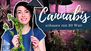 Stromsparend Cannabis anbauen für Anfänger mit der Canna Sunlite 30 Watt  - meinTest und  Erfahrung