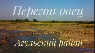 Перегон Овец в Агульский район с Дербентского района