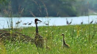 Heartwarming Sarus Crane Family Encounter with Adorable Chicks. Epic snake hunt #relax #relaxing