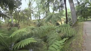 Terra Nostra garden, Azores, Portugal