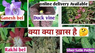 Rare variety plants/Low light parmanent plants / summer plants/ RAMRAJ NURSERY DELHI