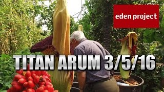 Amorphophallus titanum (Titan Arum) at The Eden Project - 3rd May 2016