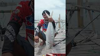 monster of queenfish  | ikan talang-talang