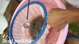 Aquaculture prawns farming jinga seed Vannamei