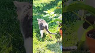 Kitty knows to eat some herbs 🌿 for her stomach 😍 #cat