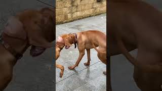 Conversations with little me… 🥹 #vizsla