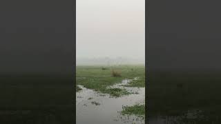 গ্রামের ভোর সাথে সাদা বক ও কুয়াশার চাদর