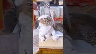 Why Cats Hate Bath Time? #cats #catshorts #catvideos #catlife #funny cat