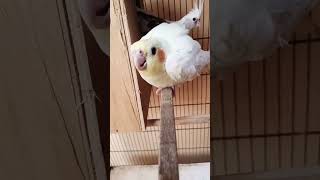 cocktail parrots voice #shorts #cute #viralvideo  #trending