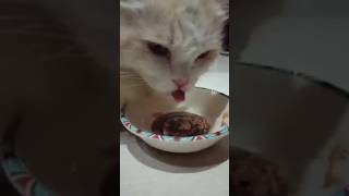 It's Yummy Cat Food #viral #shorts