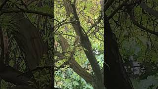 🦉 Eye to Eye | Stunning Owl Visits My Backyard #shorts