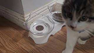 Cat Food Bowls Elevated Tilted