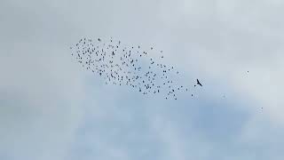 Birds chasing hawk. So amazing