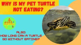 Why is my pet turtle not eating? | How long can a turtle go without eating?